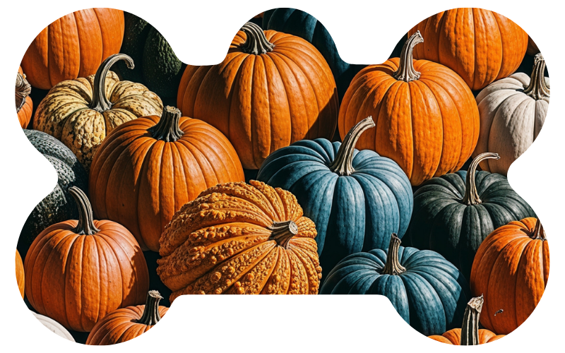 Fall Pumpkins Fall Tag