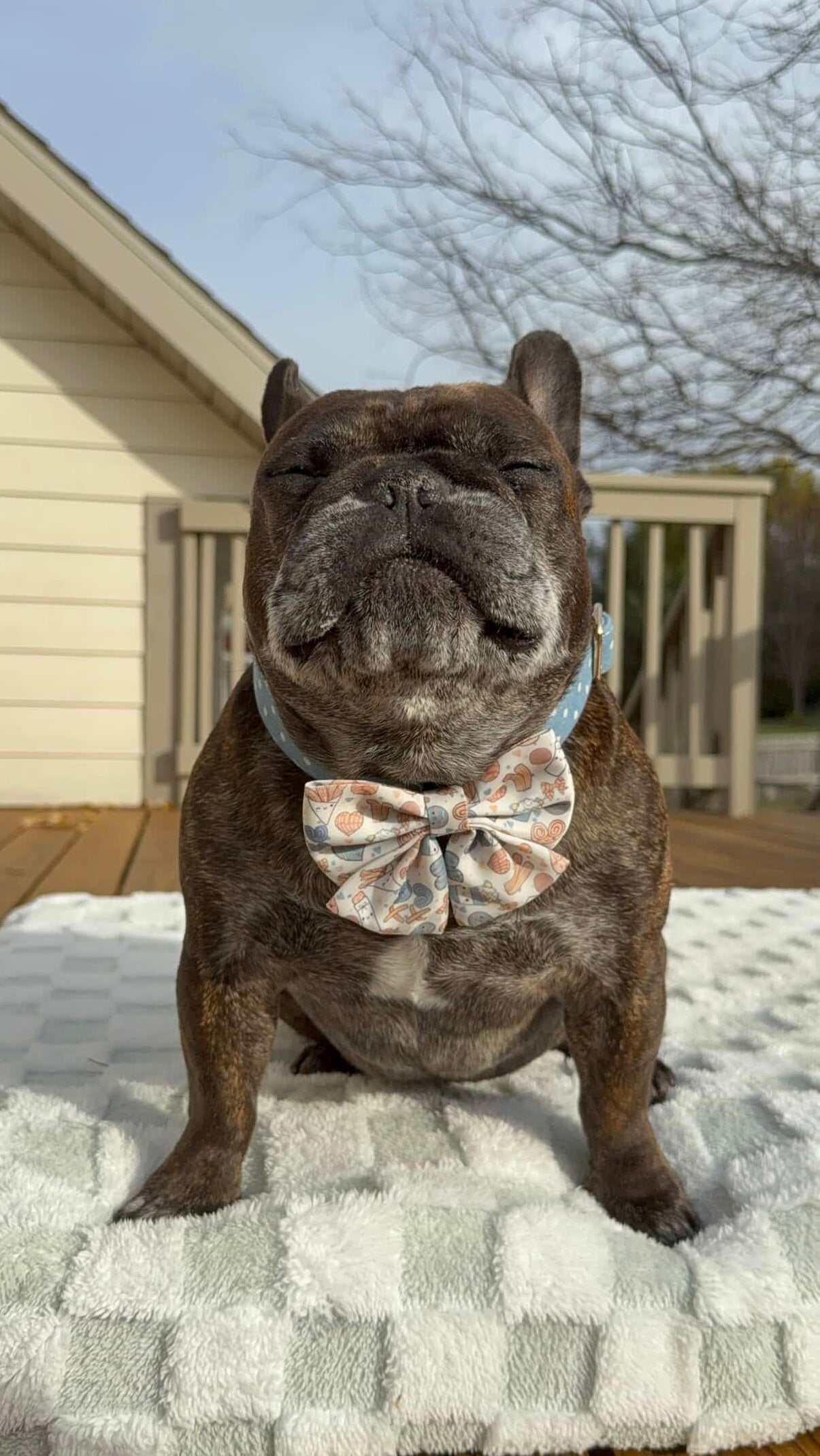 Café Con Cutee Sailor Bows